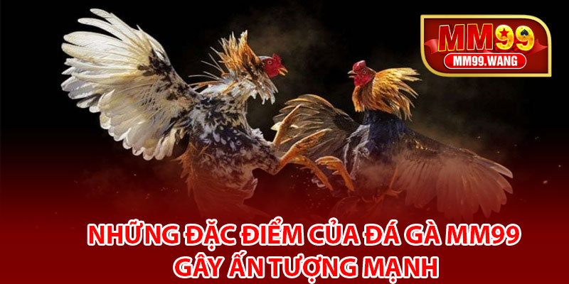 Những đặc điểm của đá gà MM99 gây ấn tượng mạnh